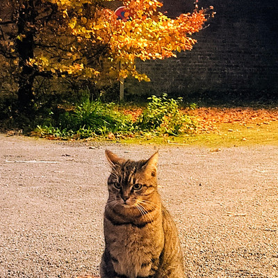 ©2025 Olimpia Mailat Gurghian (UPJV)